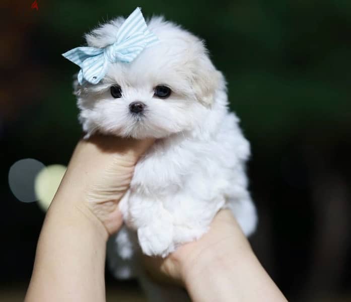 BICHON all size Maltaise and more females and males special offers !!! 2