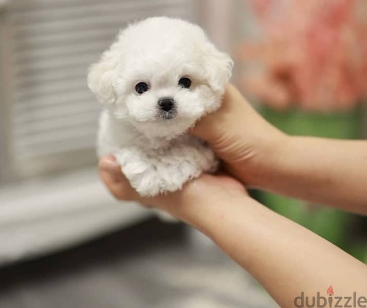BICHON all size Maltaise and more females and males special offers !!! 3