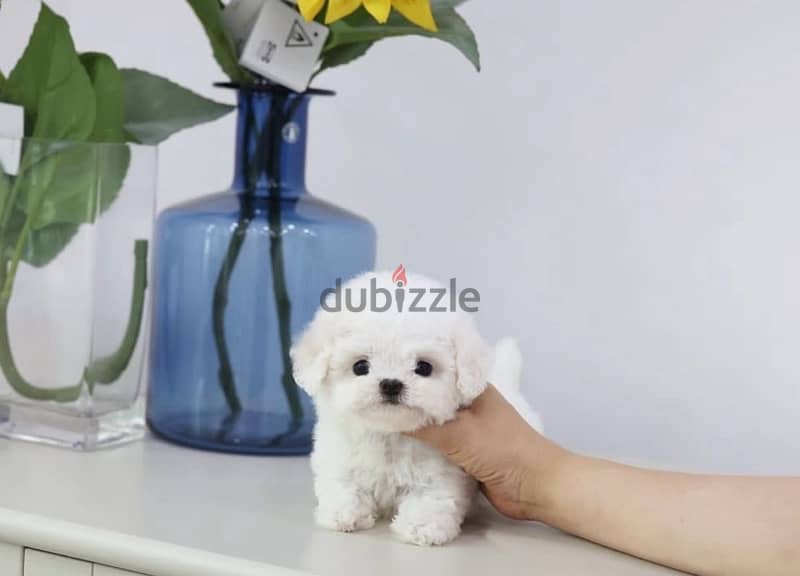 BICHON all size Maltaise and more females and males special offers !!! 4
