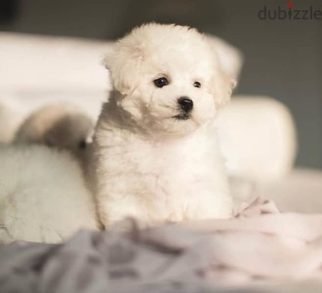 BICHON all size Maltaise and more females and males special offers !!! 5
