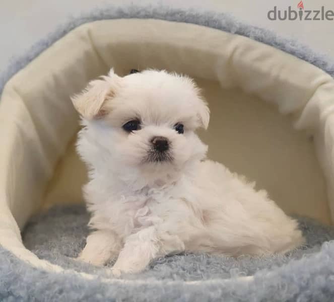 BICHON all size Maltaise and more females and males special offers !!! 6