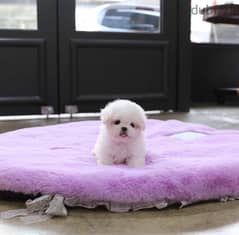 BICHON dogs maltaise & more all size females & males Special Offers