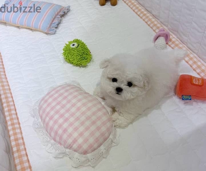 BICHON dogs maltaise & more all size females & males Special Offers 1