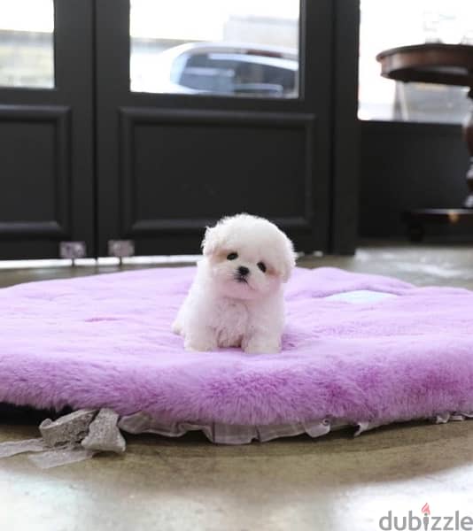 BICHON dogs maltaise & more all size females & males Special Offers 2