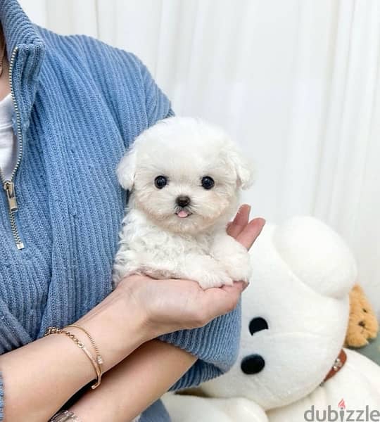 BICHON dogs maltaise & more all size females & males Special Offers 3