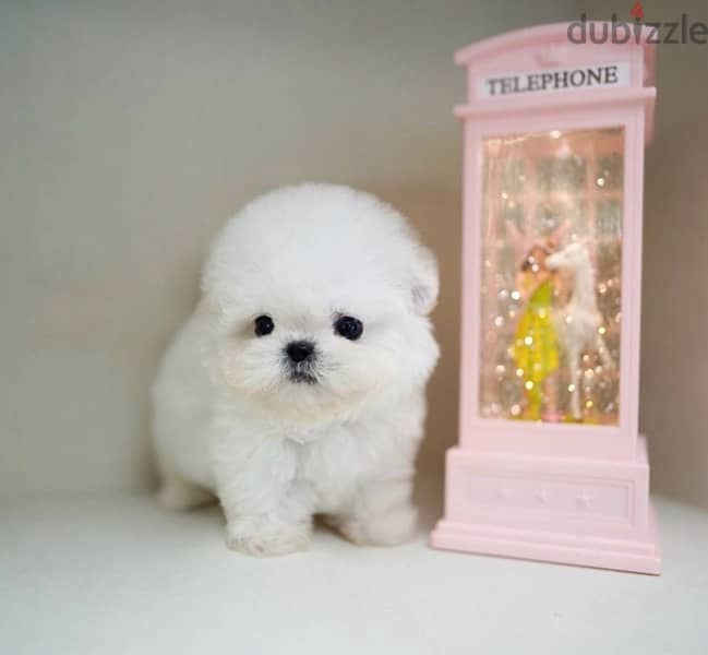 BICHON dogs maltaise & more all size females & males Special Offers 4