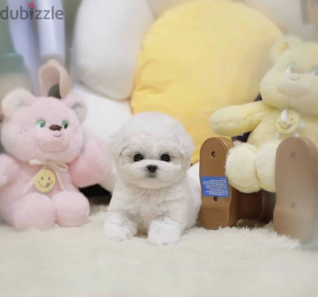 BICHON dogs maltaise & more all size females & males Special Offers 5