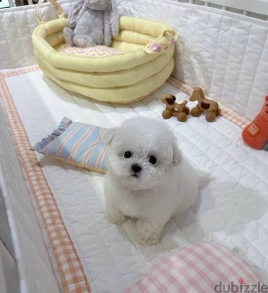 BICHON dogs maltaise & more all size females & males Special Offers 6
