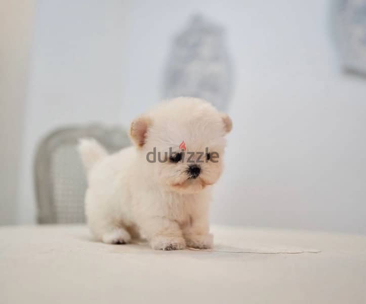 BICHON dogs maltaise & more all size females & males Special Offers 7