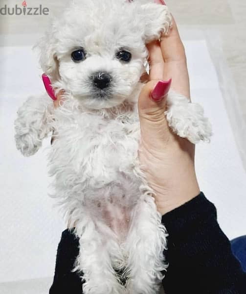 BICHON dogs maltaise & more all size females & males Special Offers 8