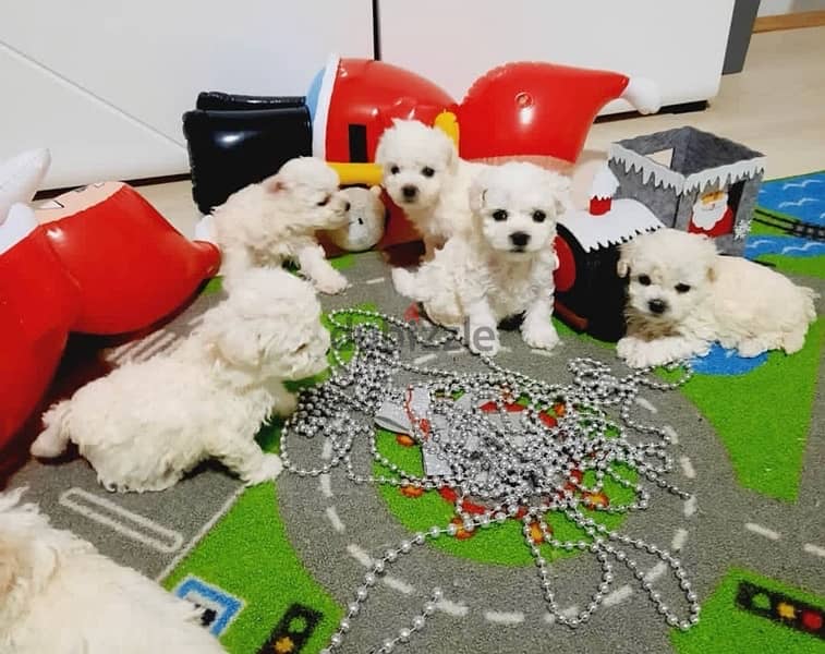 BICHON dogs maltaise & more all size females & males Special Offers 9