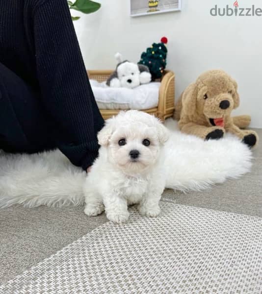BICHON dogs maltaise & more all size females & males Special Offers 10