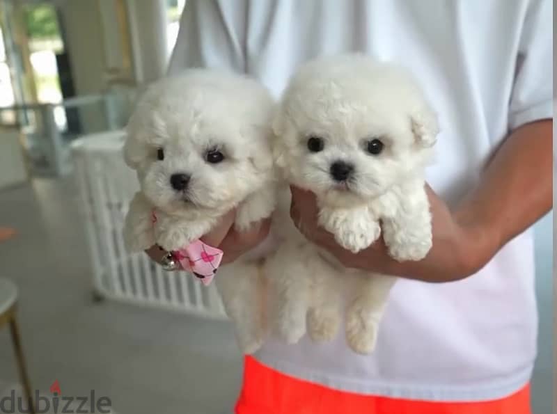 BICHON dogs maltaise & more all size females & males Special Offers 11