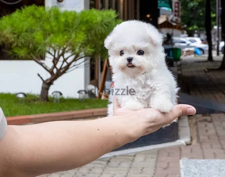BICHON dogs maltaise & more all size females & males Special Offers 12