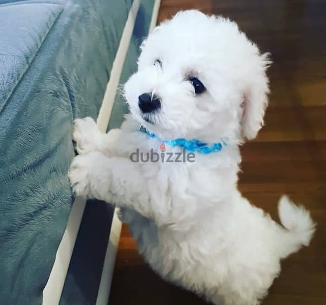 BICHON dogs maltaise & more all size females & males Special Offers 13