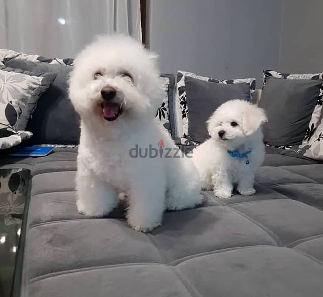BICHON dogs maltaise & more all size females & males Special Offers 14