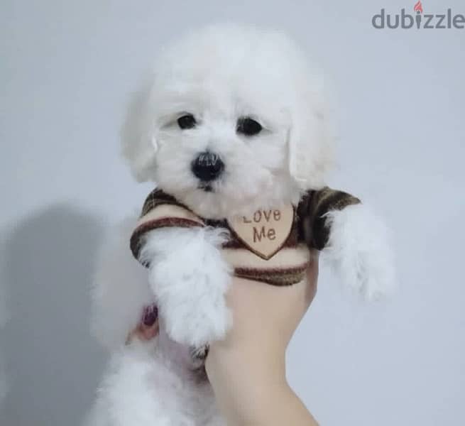 BICHON dogs maltaise & more all size females & males Special Offers 15