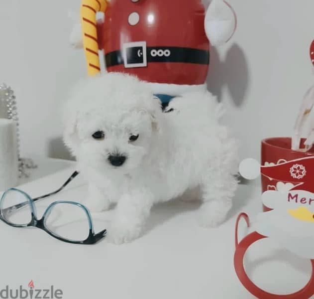 BICHON dogs maltaise & more all size females & males Special Offers 16