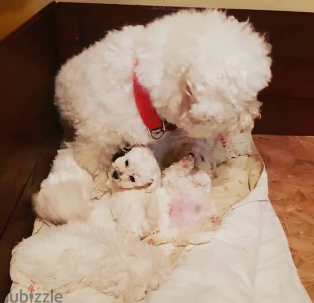 BICHON dogs maltaise & more all size females & males Special Offers 17