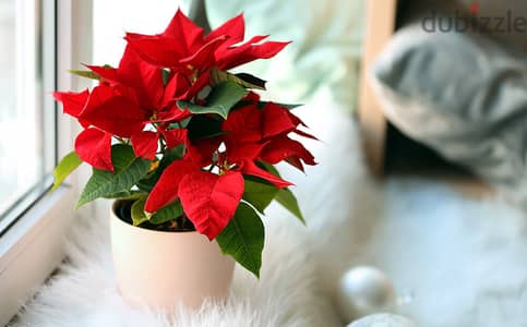 بونسيتيا Poinsettia