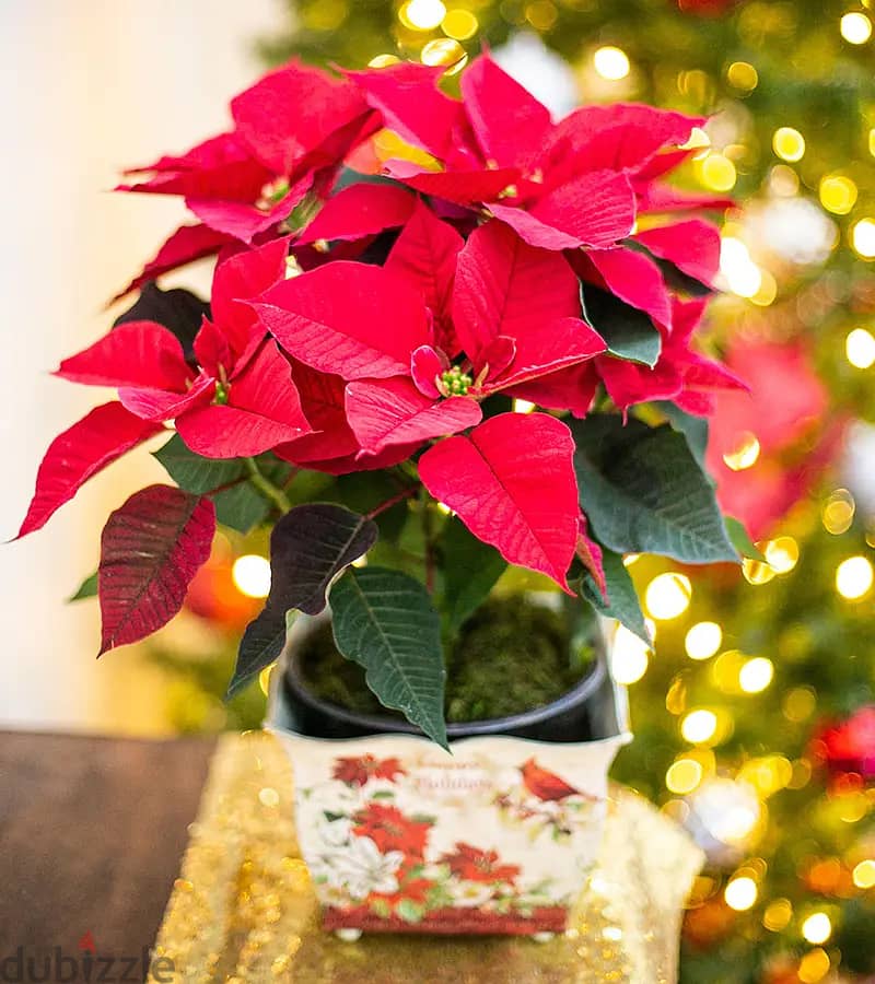 بونسيتيا Poinsettia 1