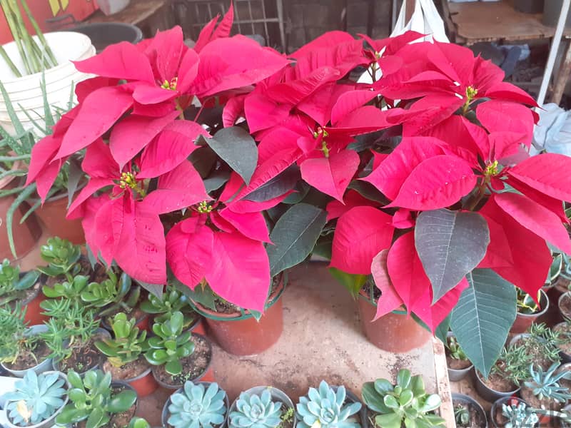 بونسيتيا Poinsettia 2