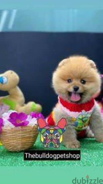 pomeranian Teacup Puppies dog كلاب