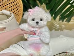 Bichon maltais dogs all size available females and males SPECIAL GIFTS 0
