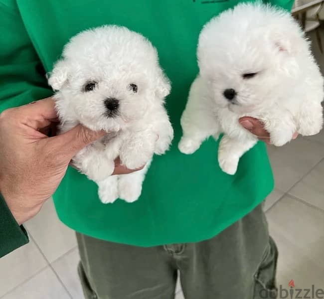 Bichon maltais dogs all size available females and males SPECIAL GIFTS 2