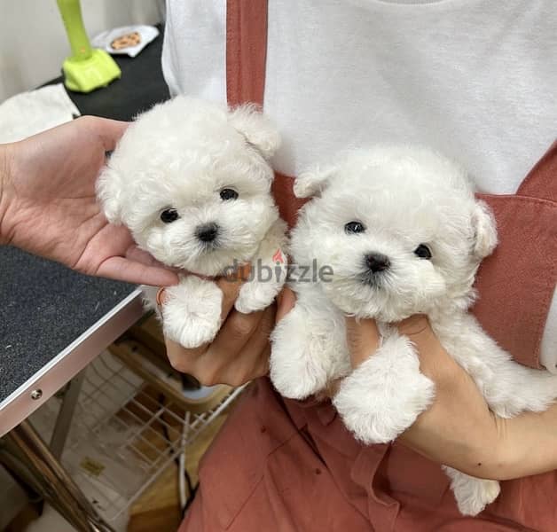 Bichon maltais dogs all size available females and males SPECIAL GIFTS 3