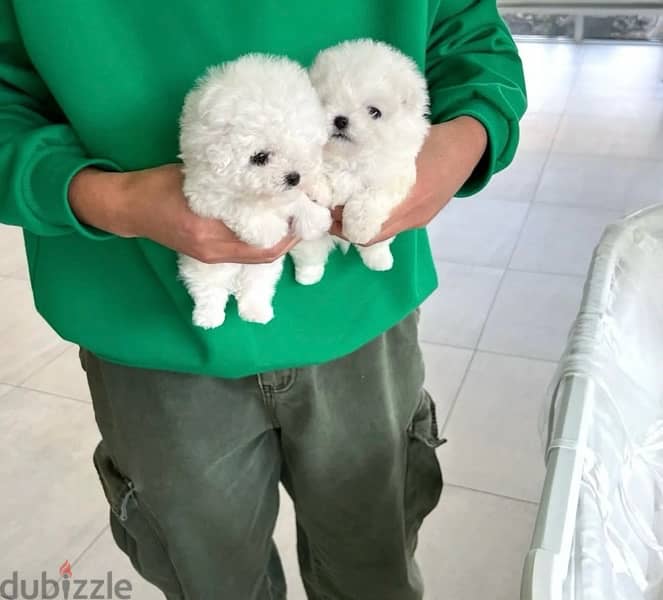 Bichon maltais dogs all size available females and males SPECIAL GIFTS 4