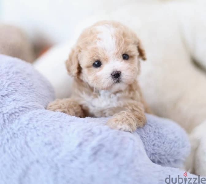 Bichon maltais dogs all size available females and males SPECIAL GIFTS 5