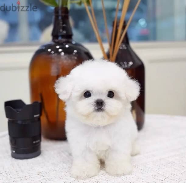 Bichon maltais dogs all size available females and males SPECIAL GIFTS 7