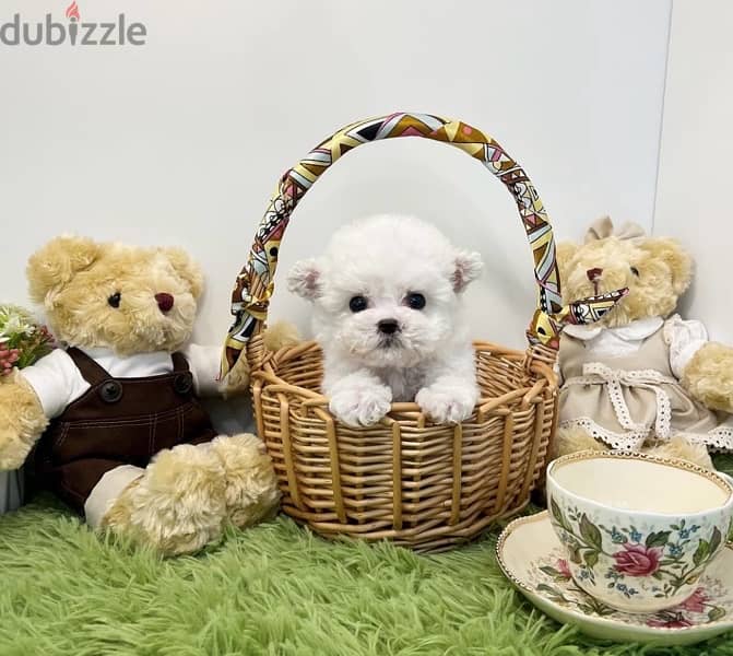 Bichon maltais dogs all size available females and males SPECIAL GIFTS 8