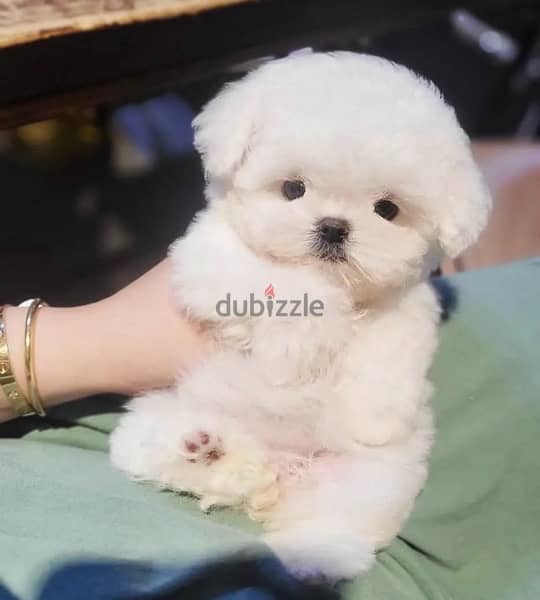 Bichon maltais dogs all size available females and males SPECIAL GIFTS 9
