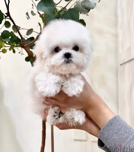 Bichon maltais dogs all size available females and males SPECIAL GIFTS 10