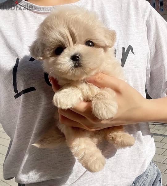 Bichon maltais dogs all size available females and males SPECIAL GIFTS 11