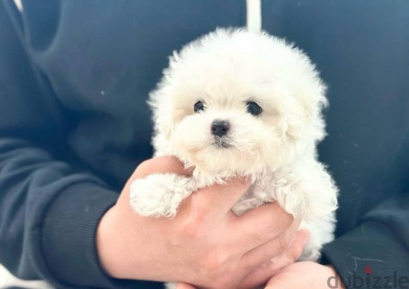 Bichon maltais dogs all size available females and males SPECIAL GIFTS 12