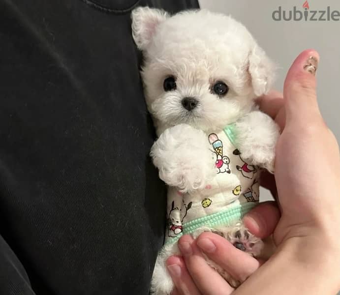 Bichon maltais dogs all size available females and males SPECIAL GIFTS 13
