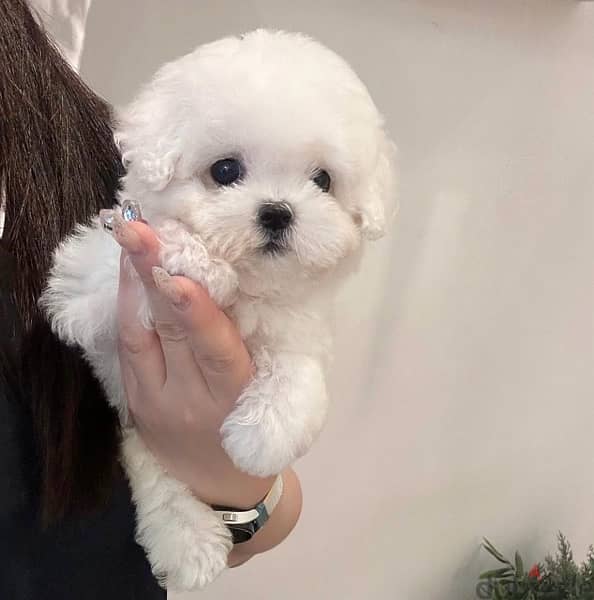 Bichon maltais dogs all size available females and males SPECIAL GIFTS 14