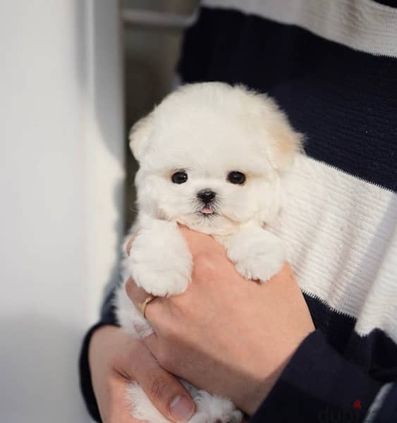 BICHON dogs maltaise teacup & all size AVAILABLE females and males 2