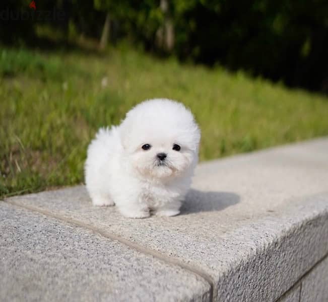 BICHON dogs maltaise teacup & all size AVAILABLE females and males 3