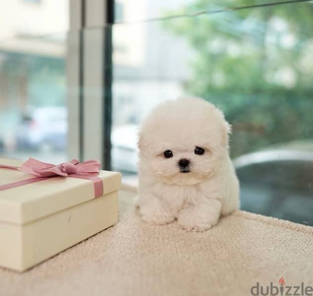 BICHON dogs maltaise teacup & all size AVAILABLE females and males 5