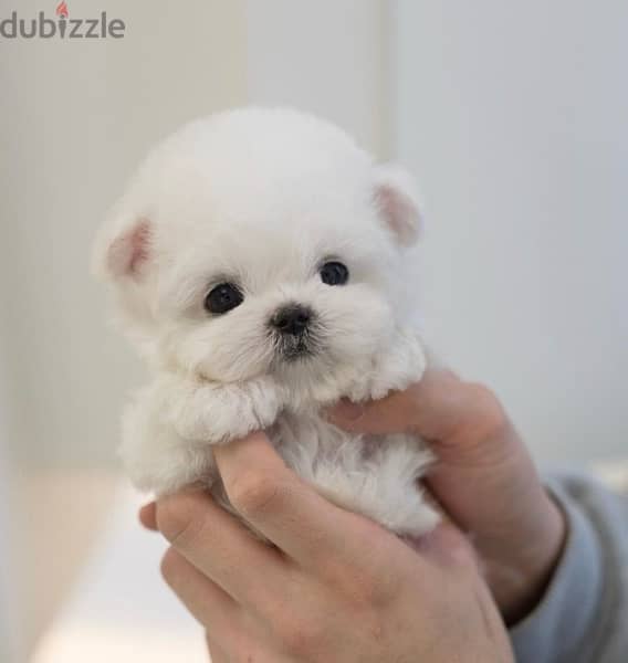 BICHON dogs maltaise teacup & all size AVAILABLE females and males 6
