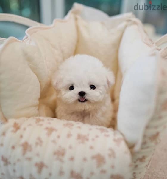 BICHON dogs maltaise teacup & all size AVAILABLE females and males 8