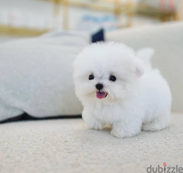 BICHON dogs maltaise teacup & all size AVAILABLE females and males 9