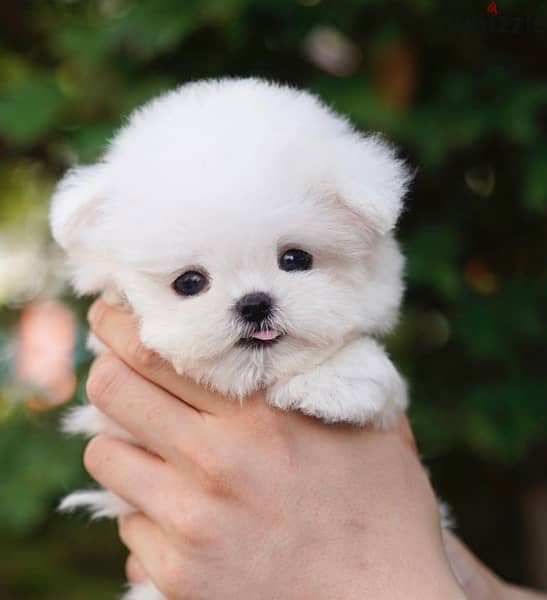BICHON dogs maltaise teacup & all size AVAILABLE females and males 10