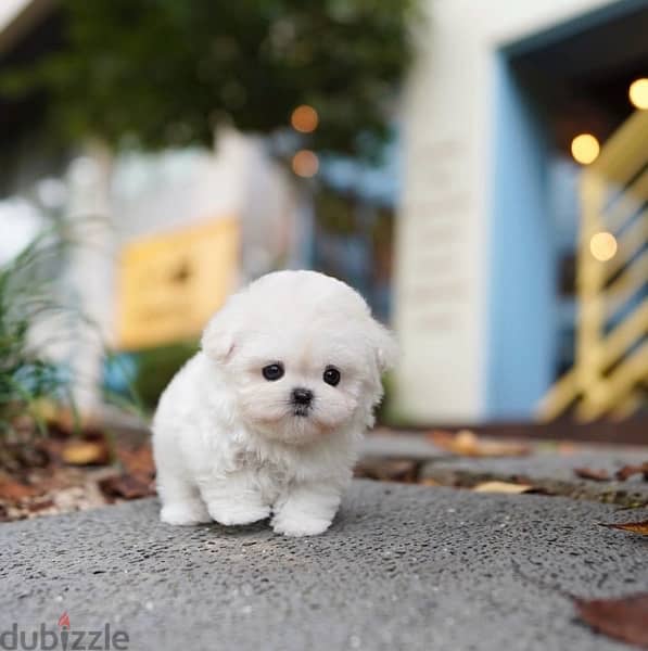 BICHON dogs maltaise teacup & all size AVAILABLE females and males 11