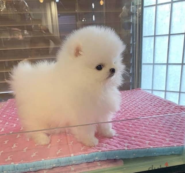 POMERANIAN / Teacup dogs females and males VACCINATED 2
