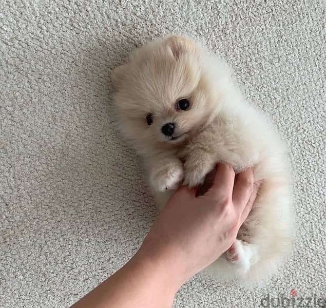 POMERANIAN / Teacup dogs females and males VACCINATED 4
